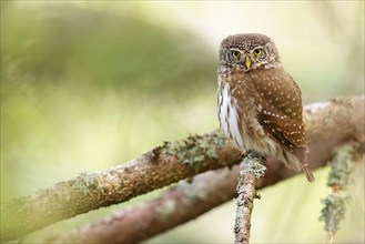 Pygmy owl (Glaucidium passerinum), Lu??e, Mountain area, Lu??e, Styria, Slovenia, Europe