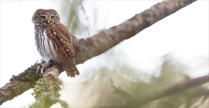 Pygmy owl (Glaucidium passerinum), Luce, Mountain area, Luce, Styria, Slovenia, Europe