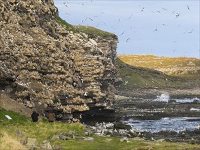 Black-legged kittiwake (Rissa tridactyla), two tourists observing the birds at breeding colony, on