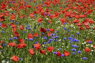 Europe, Germany, Mecklenburg-Western Pomerania, Poppy field and cornflowers near Göhren-Lebbin,