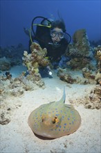 Diver looking at illuminated large specimen of blue spotted stingray (Taeniura lymma) Blue spotted