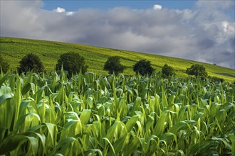 Landscape, Nature, Agriculture, Cornfield, Markgräfler Land, Baden-Württemberg, Germany, Europe