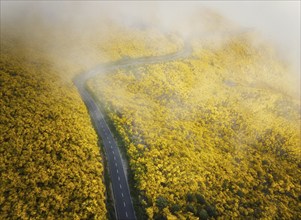 Aerial view of road among yellow Cytisus blooming shrubs near Pico do Arieiro, Portugal in clouds