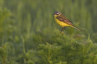 Yellow wagtail (Motacilla f. flava), Worms district, Rhineland-Palatinate, Germany, Europe