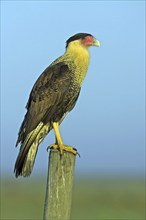 Southern crested caracara (Caracara plancus), Viera Wetlands, Titusville, Florida, USA, North