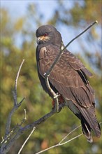 Snail kite (Rostrhamus sociabilis), Lake Kissimmee, Osceola County, Florida, USA, North America