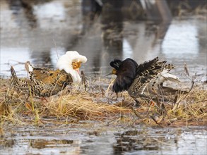 Ruff (Calidris pugnax) two males in breeding plumage at lek, fighting over female, Pokka, Finnish