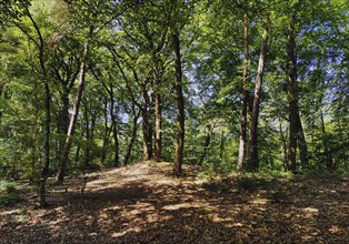 Forest landscape in the Westruper Heide, Haltern am See, Ruhr area, North Rhine-Westphalia,