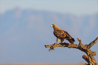 Spanish imperial eagle (Aquila adalberti), El Millaron Imperial Eagle Hid, Salorino, Extremadura