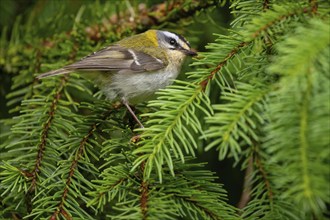 Goldcrest, Regulus ignicapillus, Luce, Mountain area, Luce, Styria, Slovenia, Europe