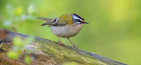 Goldcrest, Regulus ignicapillus, Luce, Mountain area, Luce, Styria, Slovenia, Europe