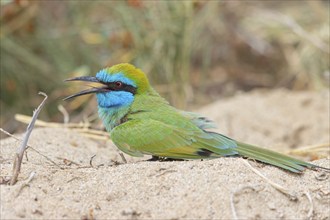 Green bee-eater (Merops orientalis), Mirbat, Salalah, Dhofar, Oman, Asia