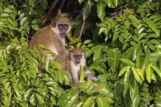 Green monkey (Chlorocebus sabaeus), guenon family, Janjabureh boat trip, Janjabureh, South Bank,