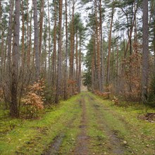 Path through the fir forest, Waren, Müritz, Müritz National Park, Mecklenburg Lake District,