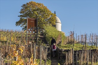 Path up to tower Jacobstein, vineyard at castle Wackerbarth, Radebeul, near Meissen, Germany,