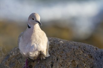 Eurasian Collared Dove (Streptopelia decaocto), Fuerteventura, Canary Island, Spain, Europe