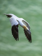 Northern Gannet, Morus bassanus, bird in flight over sea, Bempton Cliffs, North Yorkshire, England,