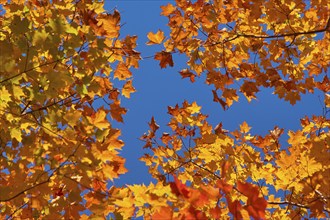 Autumn leaves (Acer), in warm yellow and orange tones against a clear blue sky, autumn, Ontario,