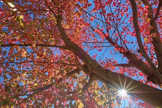 Autumn tree (Acer), with red leaves in front of clear blue sky and sunbeams, autumn, New Hampshire,