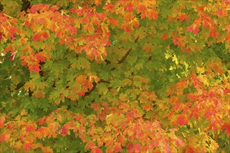 Maple (Acer), with many yellow and reddish leaves, in autumn, New Hampshire, New England, USA,