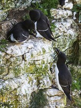 Razorbill, Alca Torda, birds on cliffs, Bempton Cliffs, North Yorkshire, England, United Kingdom,