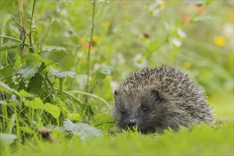 European hedgehog (Erinaceus europaeus) adult animal on a garden grass lawn, Suffolk, England,