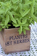 Lemon verbena, plant in pot, Aloysia citrodora