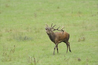 A Red deer (Cervus elaphus) male roaring at the edge of the woods, captive