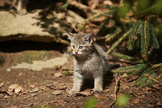 Close-up of European wildcat (Felis silvestris silvestris) kitten in spring in the bavarian forest