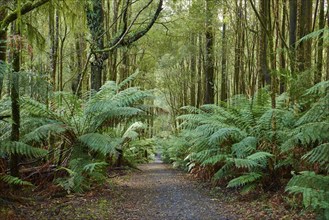 Nature landscape of a hiking way through the forest in the Great Otway National Park in spring,