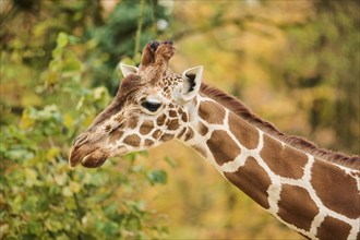 Reticulated giraffe (Giraffa camelopardalis reticulata), portrait, Germany, Europ, Europe