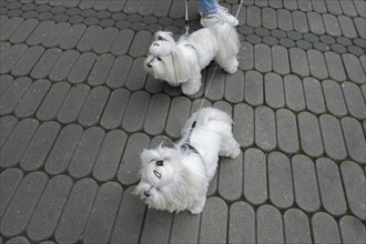 City walk with two Maltese dogs, Nuremberg, Middle Franconia, Bavaria, Germany, Europe