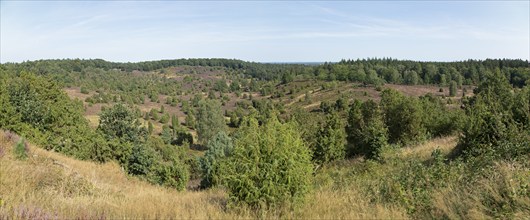 Panoramic photo, photomerge, juniper (Juniperus communis), Totengrund near Wilsede, Bispingen,