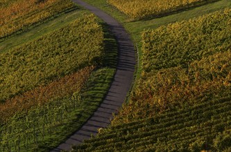 Road, path through vineyard, vines, grapevines, vine cultivation, autumn colours, autumn, graphic,