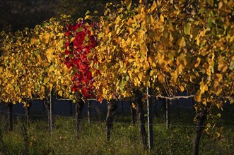 Red coloured vines between yellow vines vineyard, vines, grapevines, viticulture, autumn colouring,