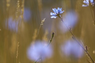 Common chicory (Cichorium intybus), in summer, Spessart, Bavaria, Germany, Europe