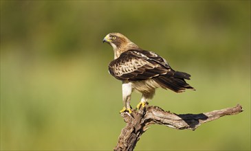 A hawk sits attentively on a tree trunk in front of a natural green background