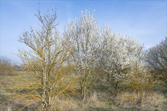 Blackthorn (Prunus spinosa) white flowering and elderberry (Sambucus) overgrown with common orange