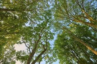 View into the treetop with dense canopy of leaves and sunlight shining through the branches,