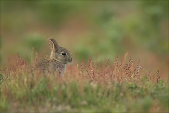 Rabbit (Oryctolagus cuniculus) juvenile baby animal in grassland with red flowers, England, United