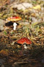 Fly agaric (Amanita muscaria), Lusatia, Saxony, Germany, Europe