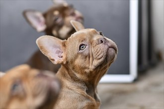 Portrait of Isabella Sable French Bulldog dog puppy