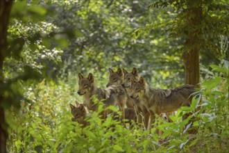 Wolf (Canis lupus), pack of wolves in forest, summer, Germany, Europe