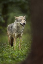 Wolf (Canis lupus), in forest, summer, Germany, Europe