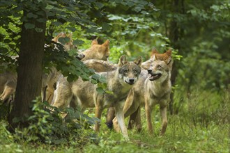 Wolf (Canis lupus), pack of wolves in forest, summer, Germany, Europe