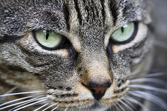 Close up portrait of tabby cat