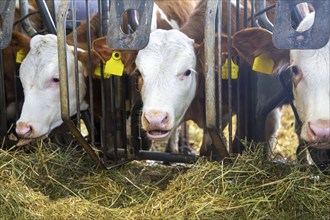 Dairy cows (Simmental Fleckvieh) in a dairy farmer's barn