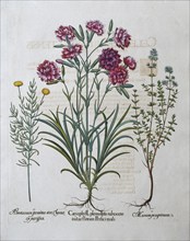 Saint's weed or cypress herb (Santorini Chamaecyparissus), garden carnation (Dianthus