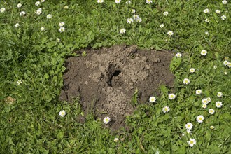 Molehills, meadow, Wiesbaden, Hesse, Germany, Europe