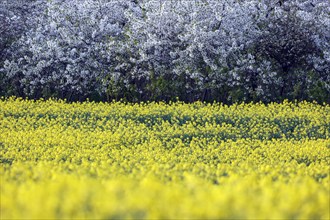 Flowering apple trees at a rape field, Warnstedt, 08.04.2024., Warnstedt, Saxony-Anhalt, Germany,